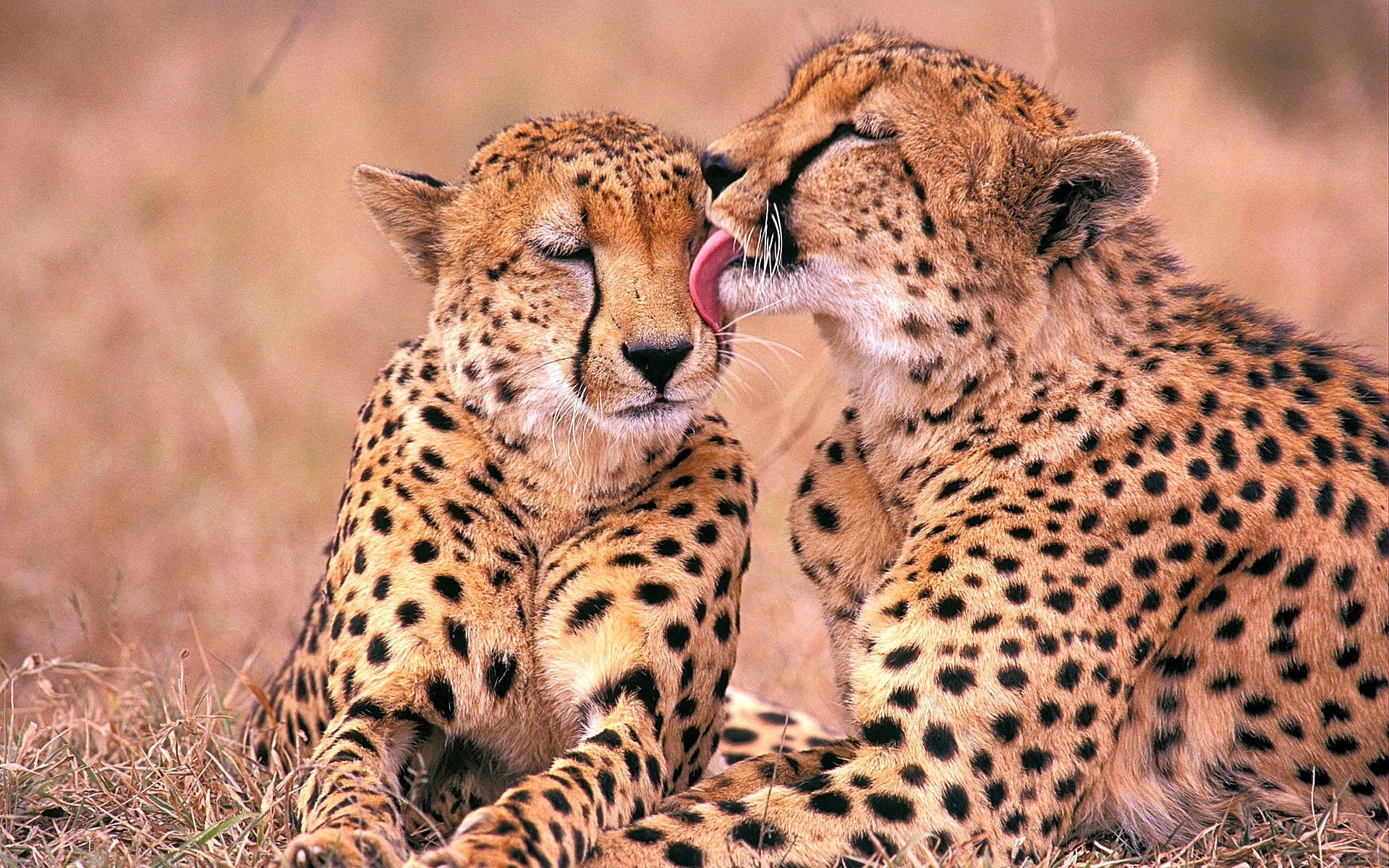 South African Cheetahs7990418661 - South African Cheetahs - South, Havanese, Cheetahs, African